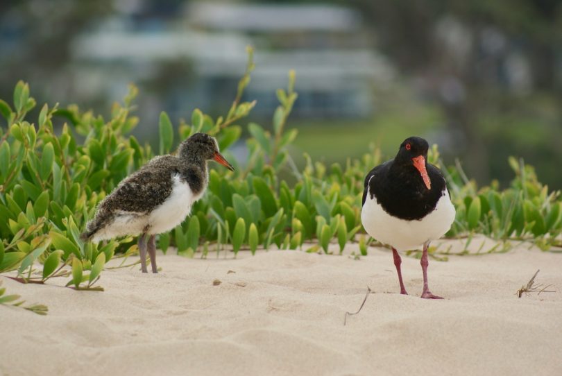 Pied Oystercatcher parent and chick at Durras Lake.