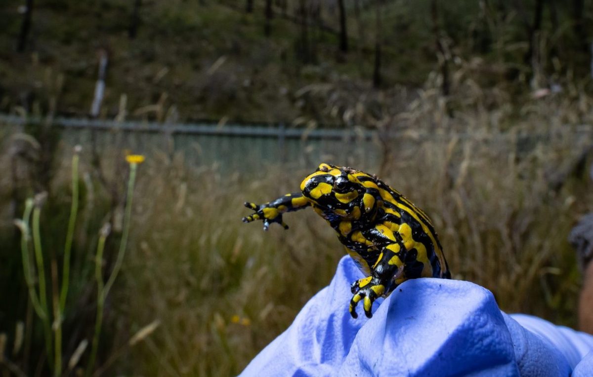 corroboree frogs in a gloved hand