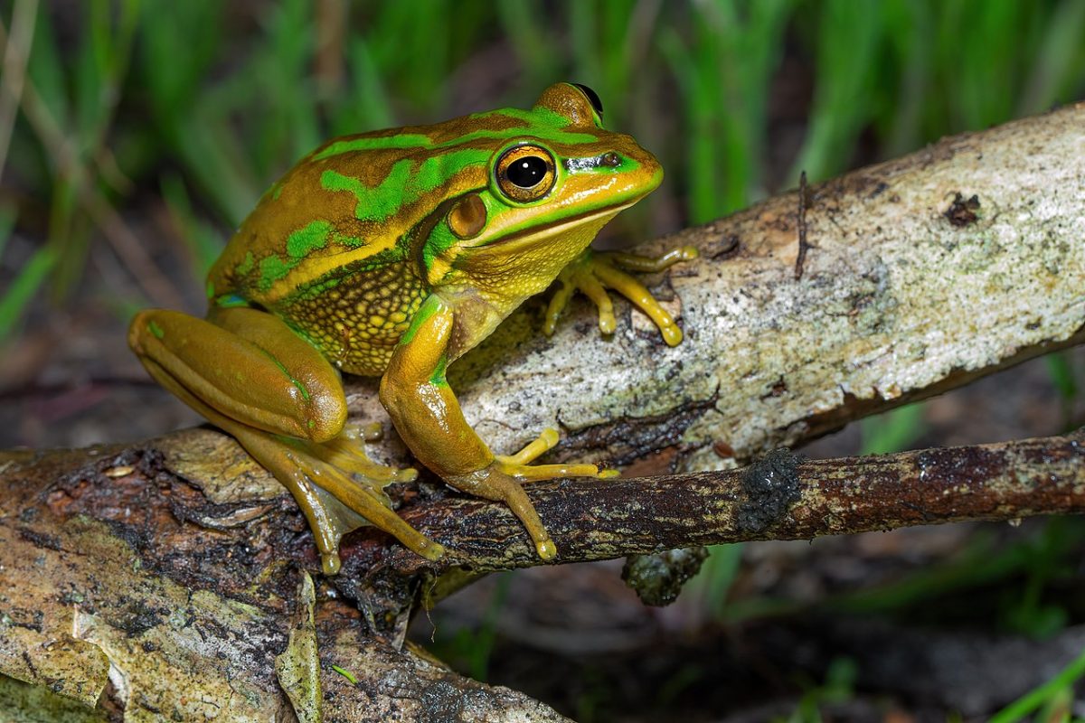 A Green and Golden Bell Frog