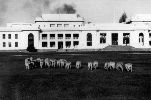 Sheep mill out the front of Old Parliament House in the 1940s or 1950s. 