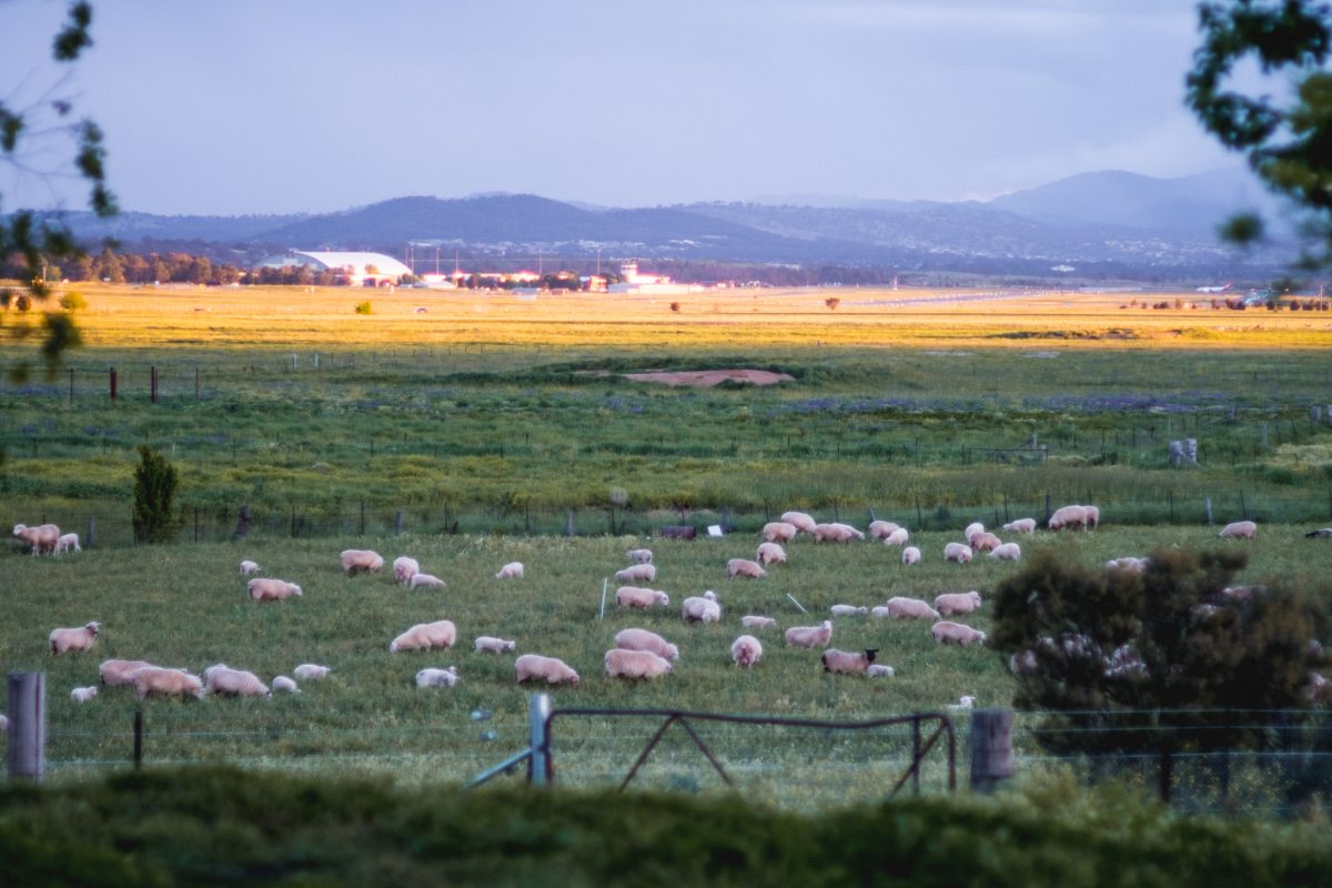 View to the airport from Majura Valley Free Range Eggs