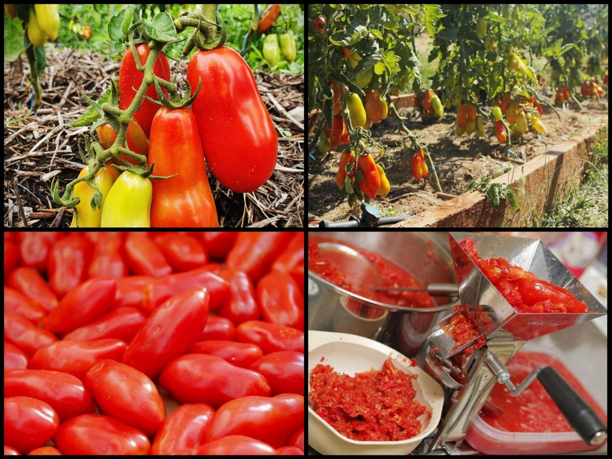 four photos of tomatoes being made into sauce