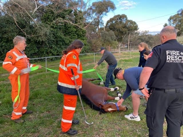 Rescuers care for horse on ground