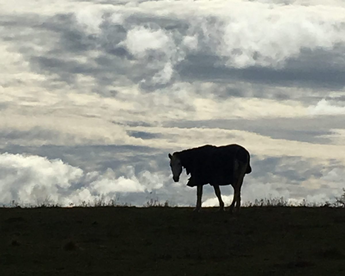 Horse under cloud