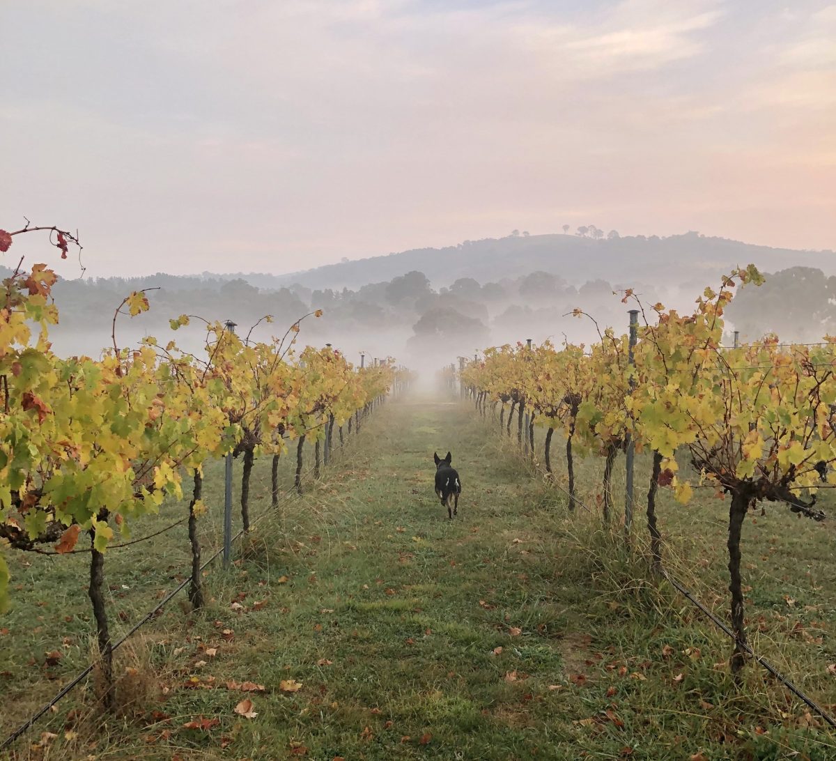 A dog running among the vines at Tarragandra Hill Winery