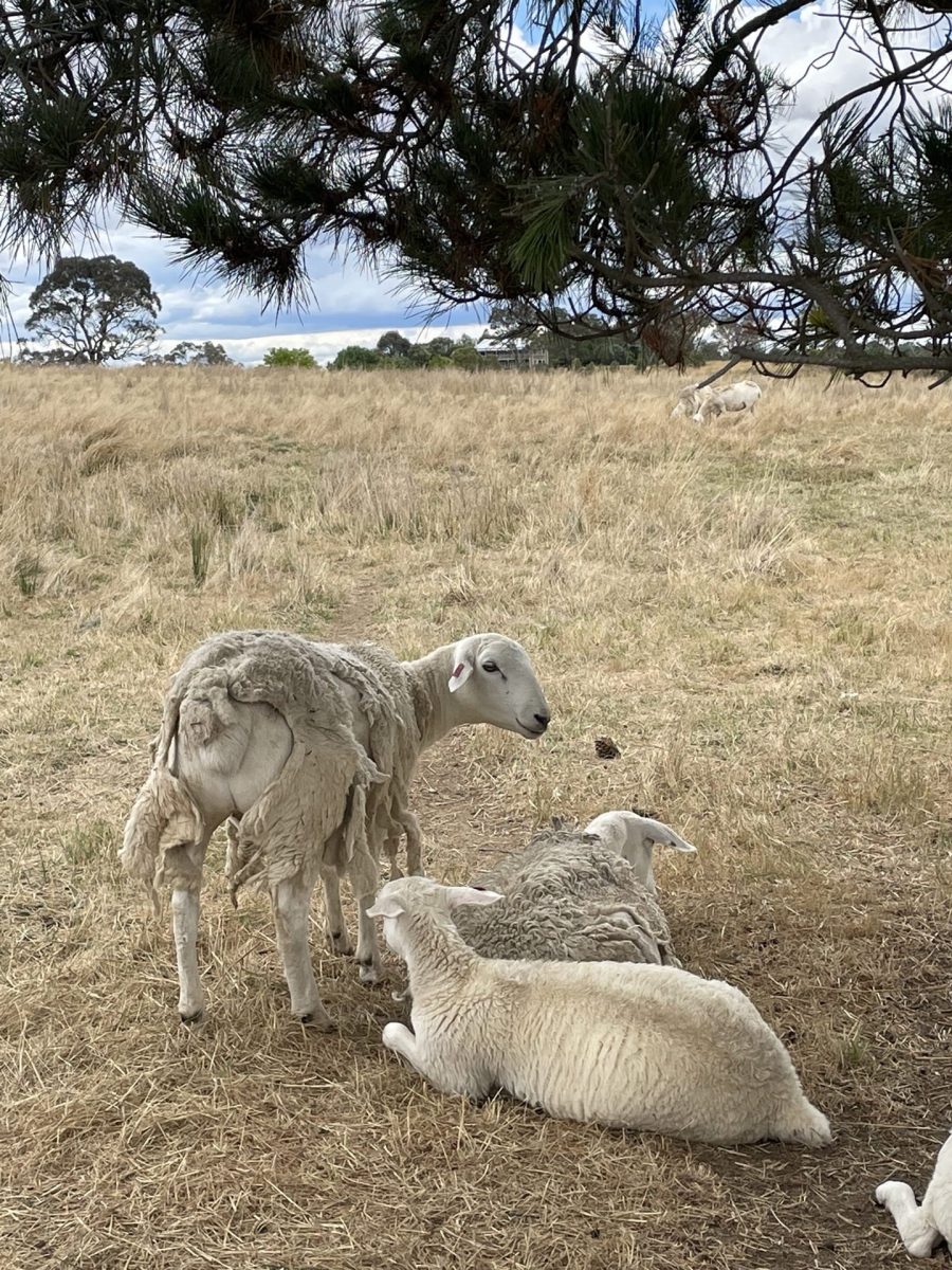 Three sheep