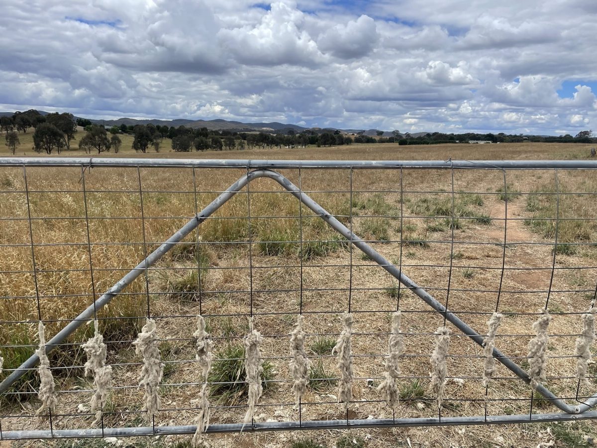 Fleece left on gate