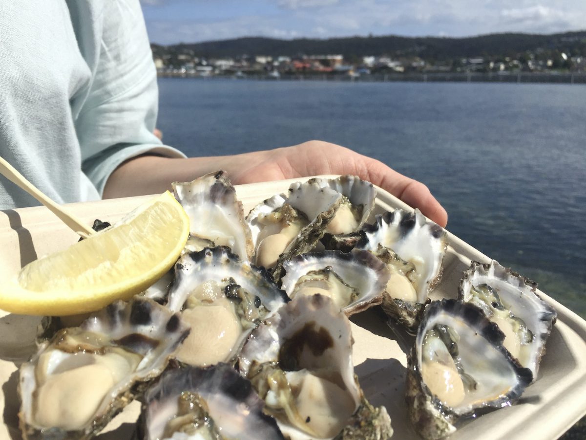 Oysters on a plate