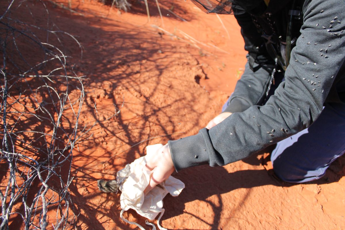 Emily Stringer releases a lesser hairy-footed dunnart in the red earth of the Simpson Desert.