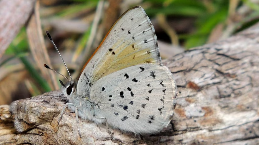 spotted trident blue butterfly