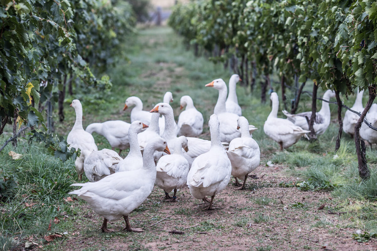 geese in vineyard