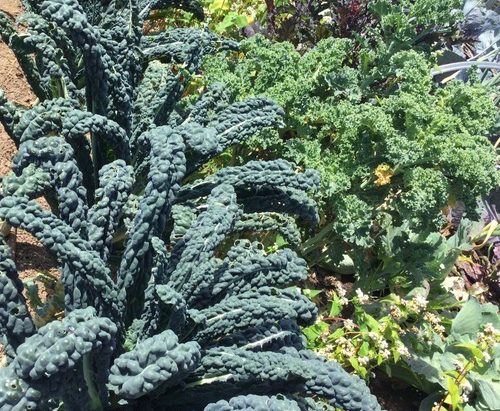 Kale plants