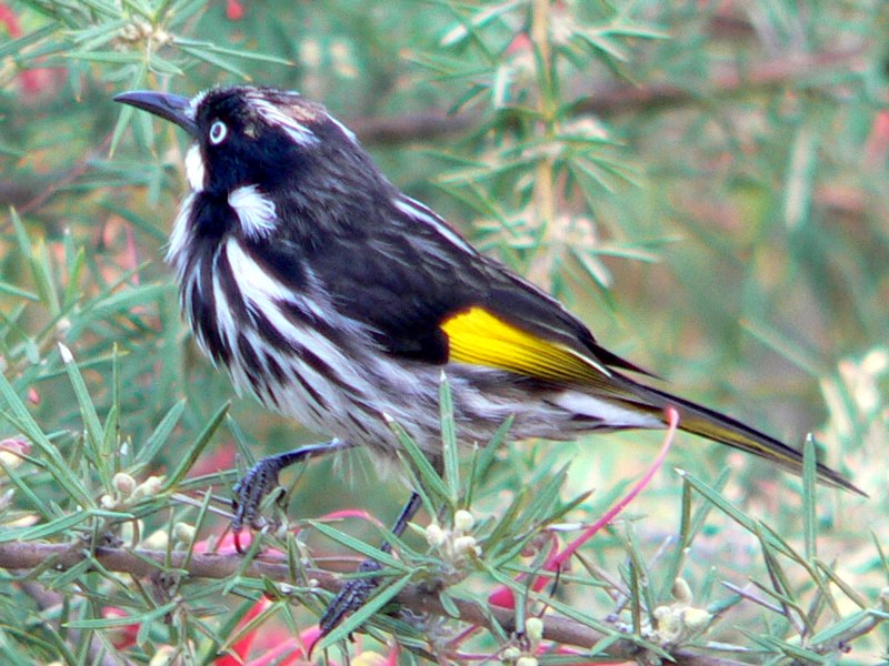 bird with pollen on its forehead