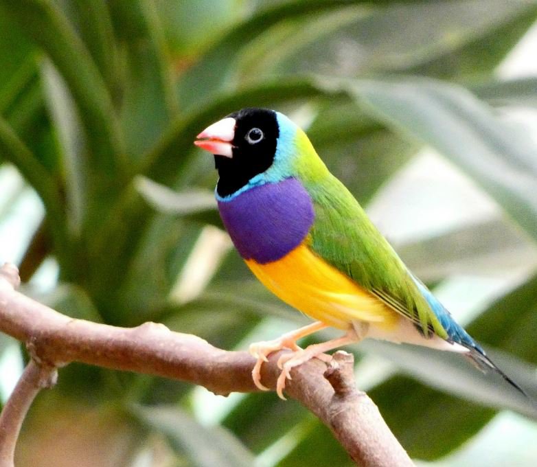 Gouldian finch