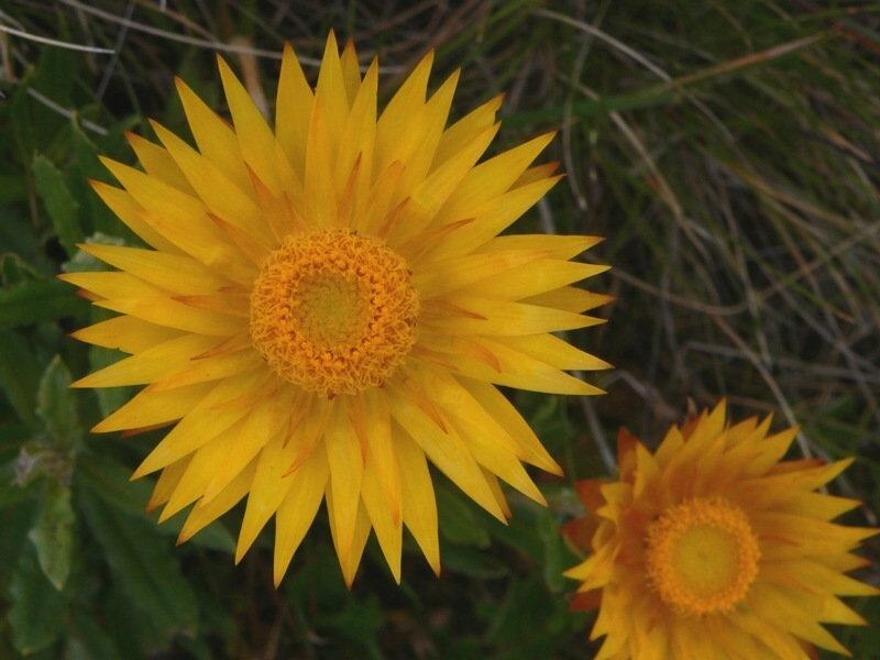 yellow daisy flower