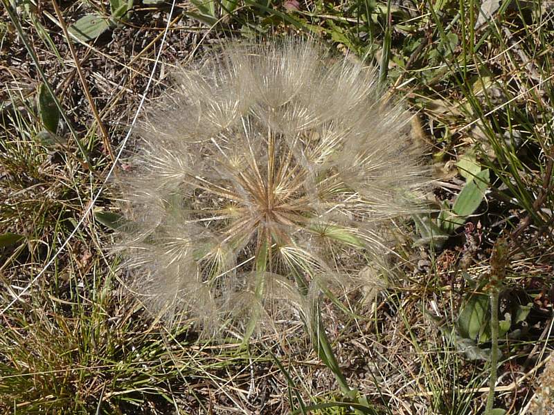 daisy seed head