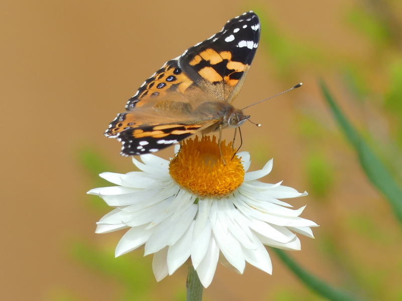 butterfly on flower