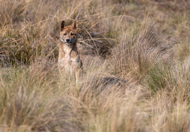 dingo pup in native grasses looking at camera