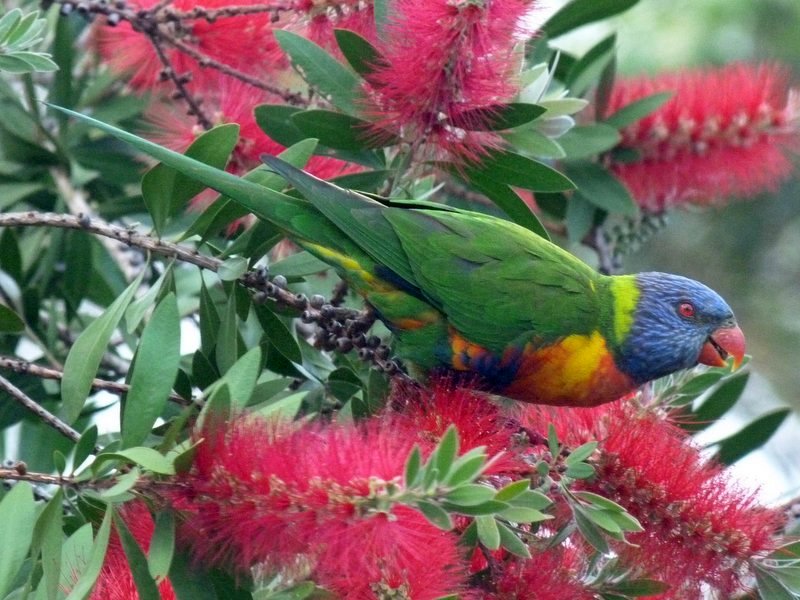 Rainbow Lorikeet feeding on bottlebrush