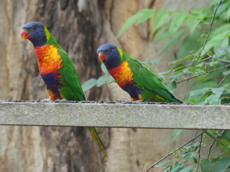 two Rainbow Lorikeets sitting on fence