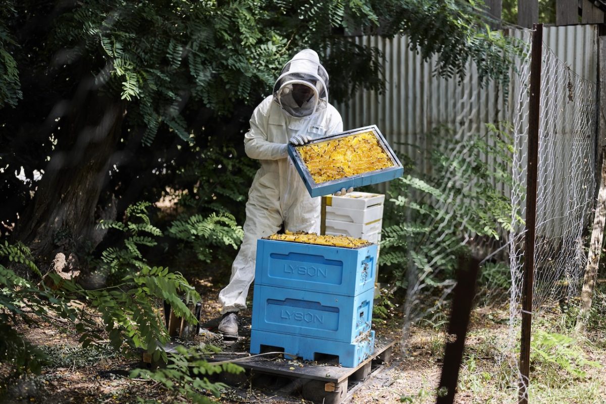 Kurt in a beekeepers suit holds a frame of honeycomb with a blue bee hive in the garden.