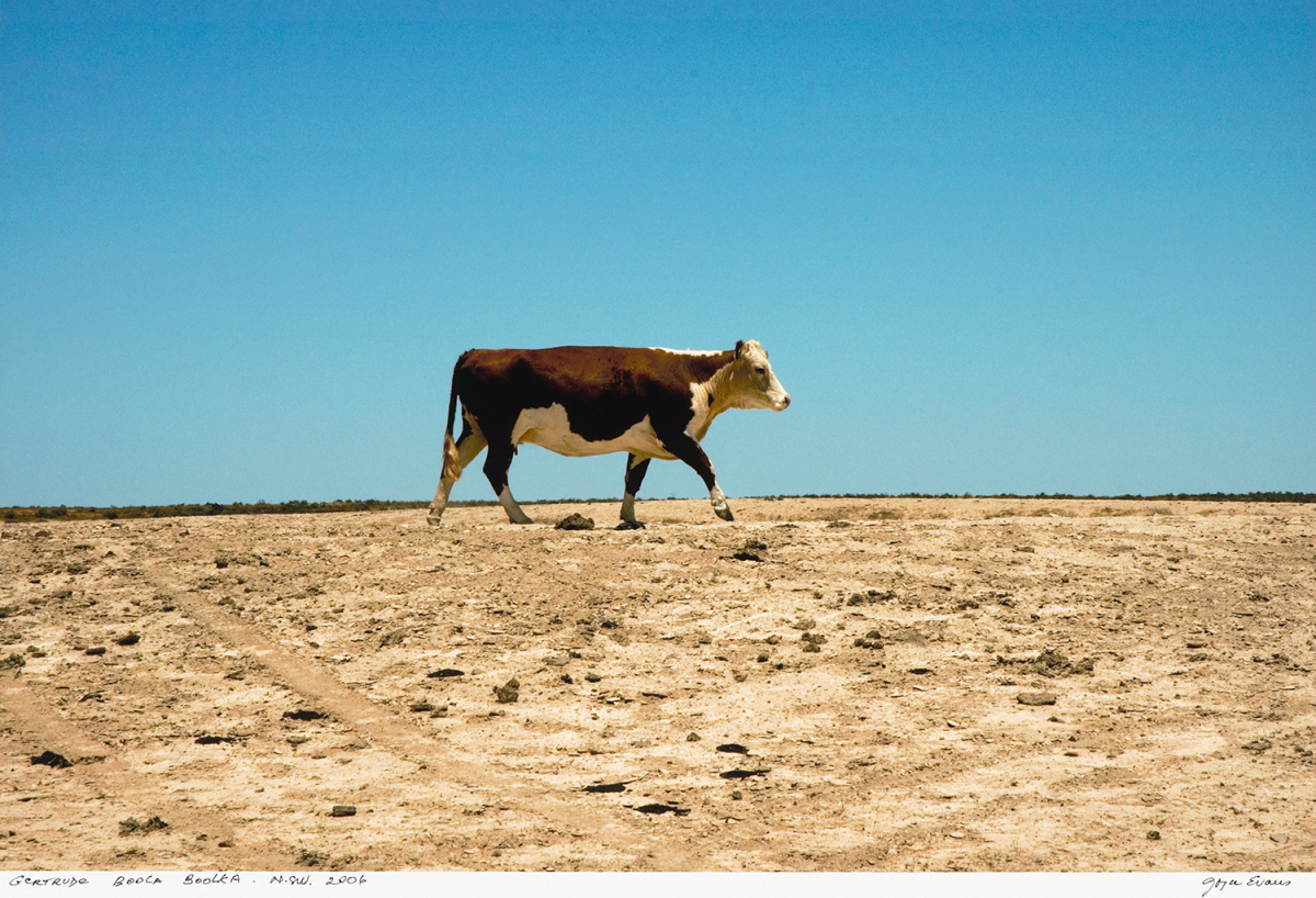 cow on parched earth