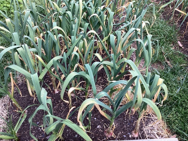 garlic plants