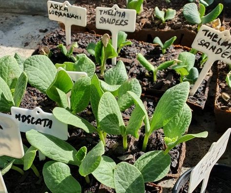 vegetable seedlings