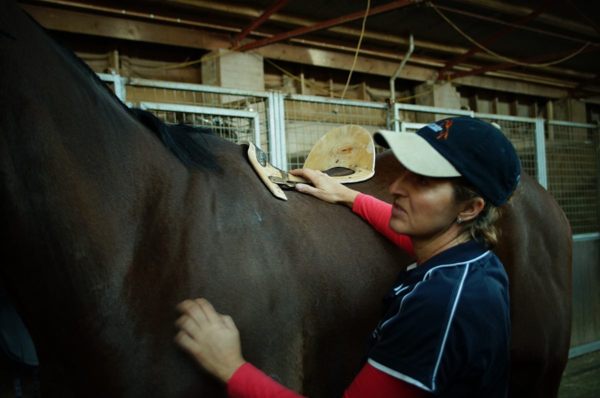 A woman using a measuring tool on a horse's back
