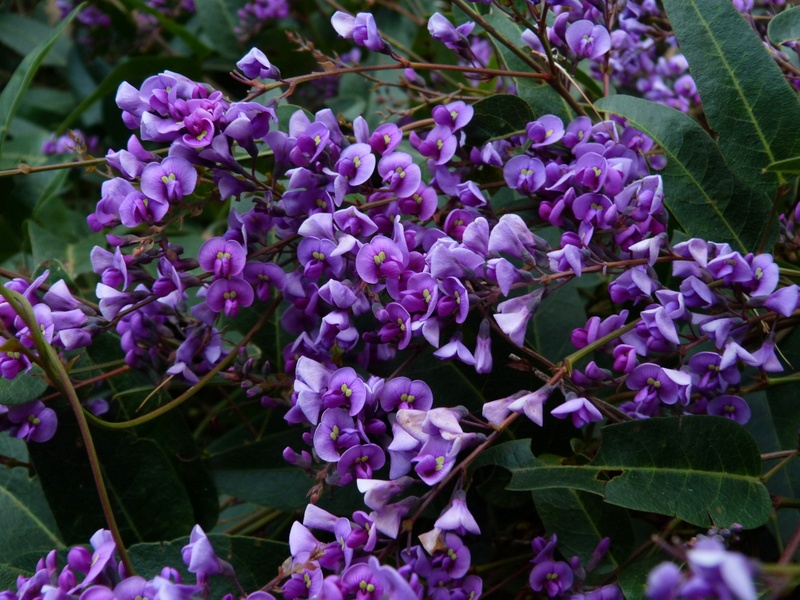 purple flowers