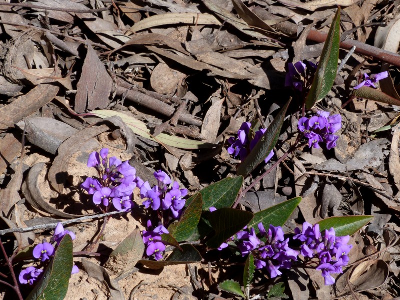 Vine spreading on bare ground