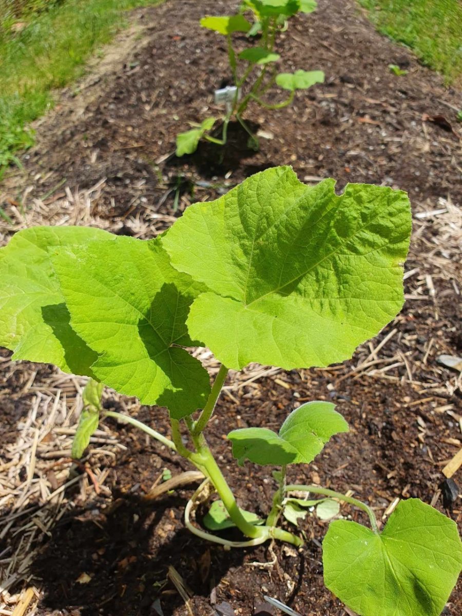 pumpkin seedling