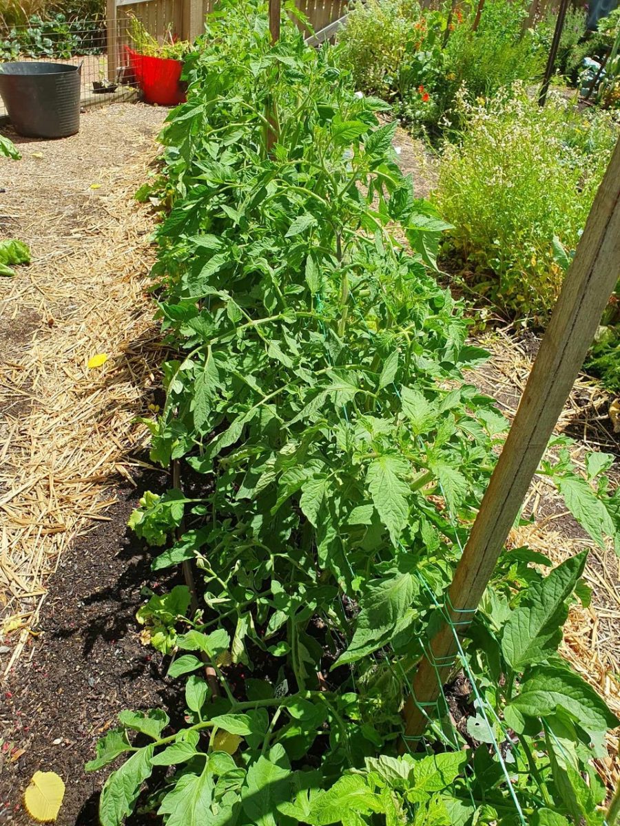 Tomato plants