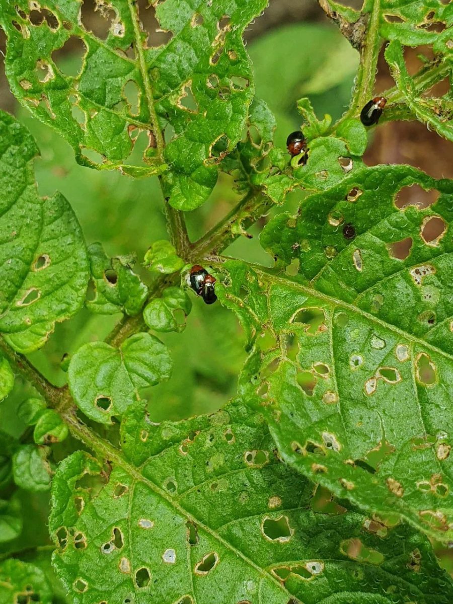 beetles on potato plant leaf