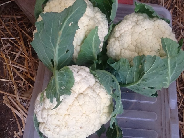 Cauliflower