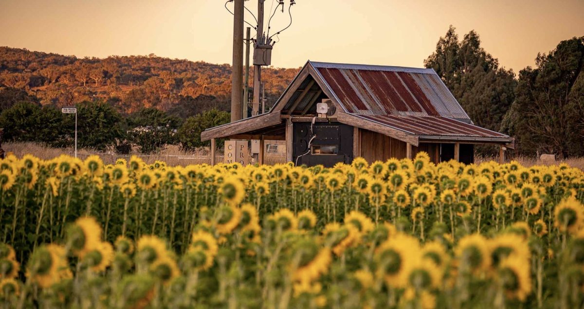 A field of sunflowers with a farmhouse in the background