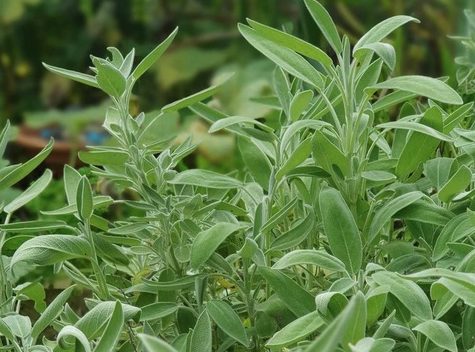 Sage plants