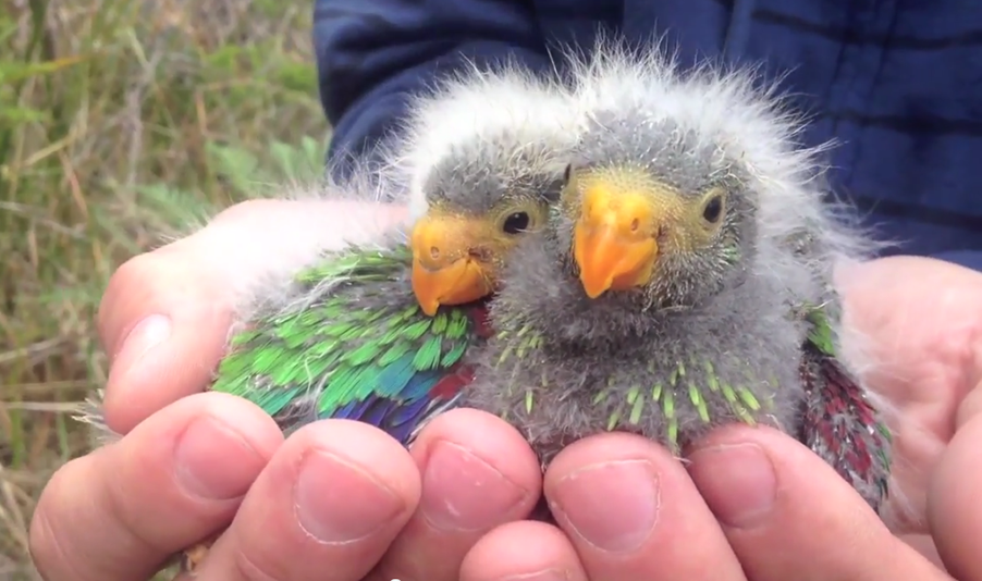 Fluffy baby birds 