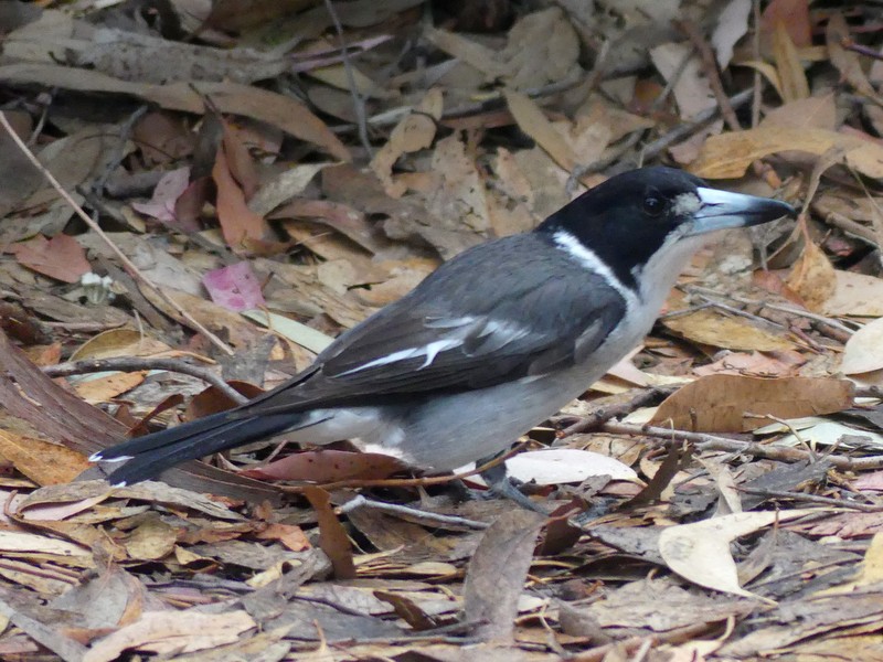 Grey Butcherbird on the ground