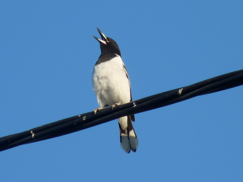 bird on a wire