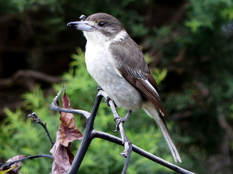 bird sitting on twig