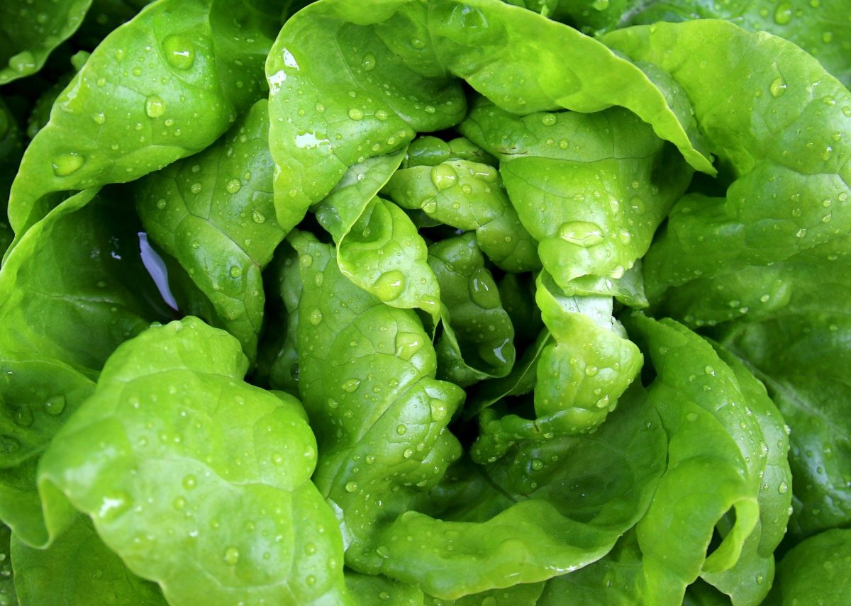 Soft loose heading lettuce 