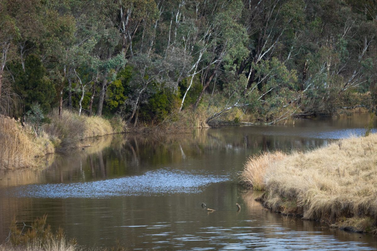 river and trees on a grassy embankment