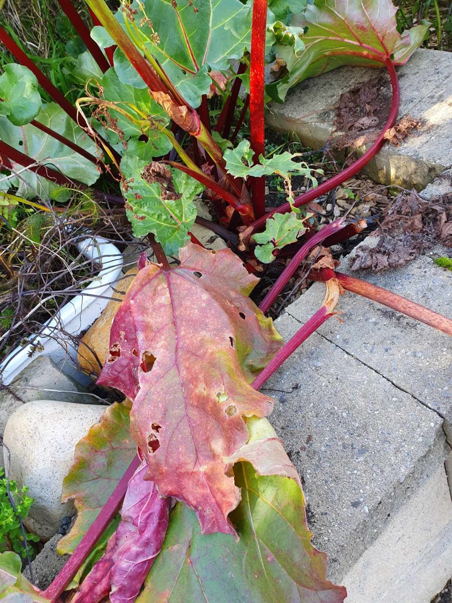 Rhubarb needs a trim and tidy