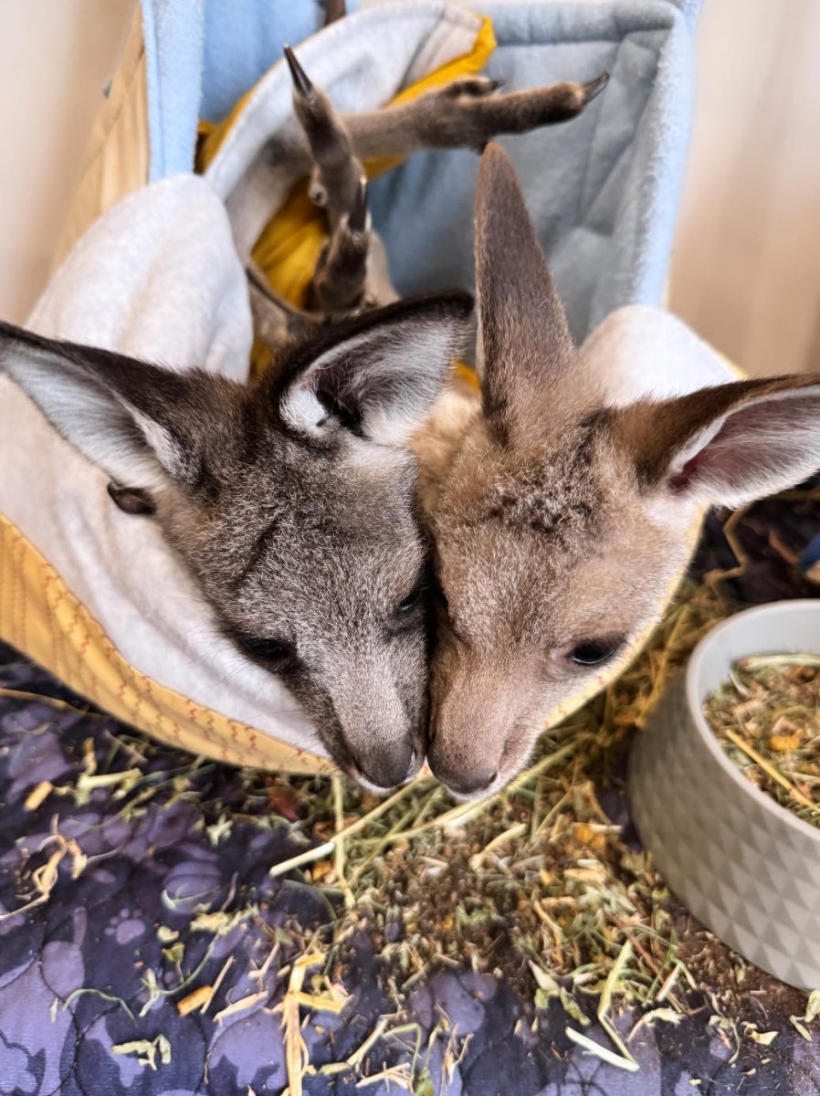 Two joeys in a pouch 