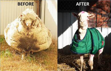 Before and after photos of Chris the sheep