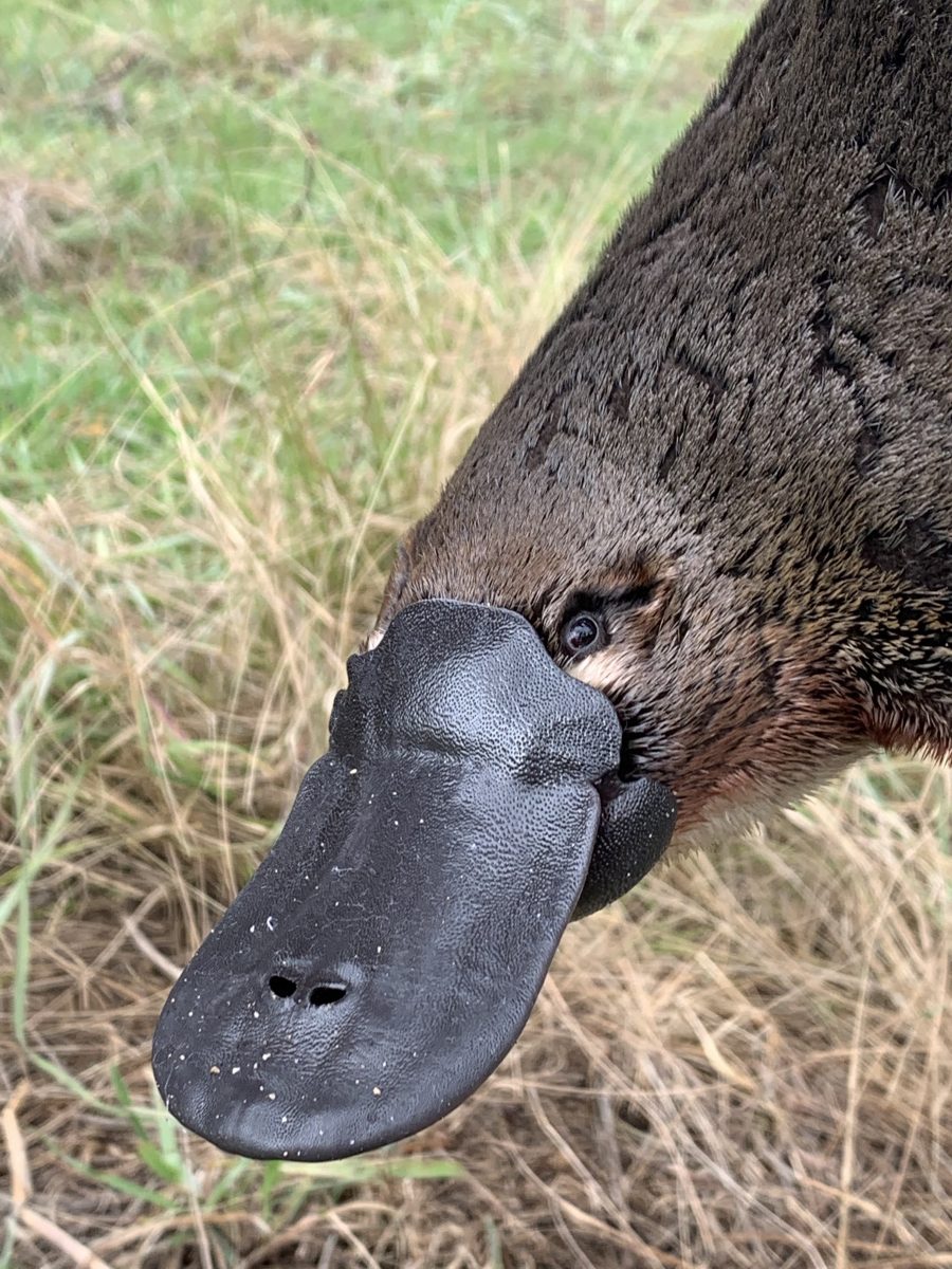 Platypus