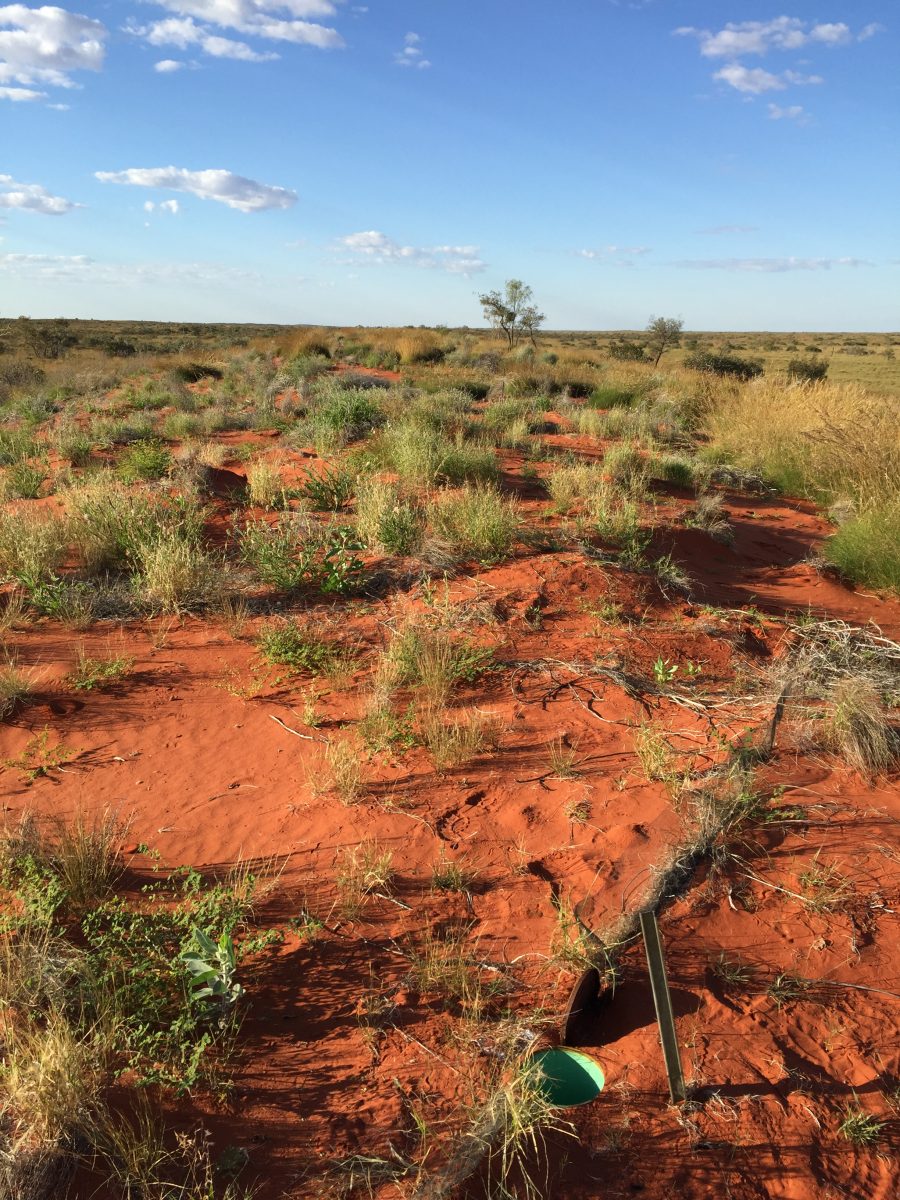 Pitfall traps set up in the Simpson Desert.