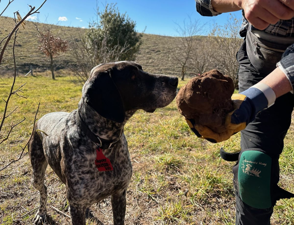 german short-haired pointer sniffing large truffle