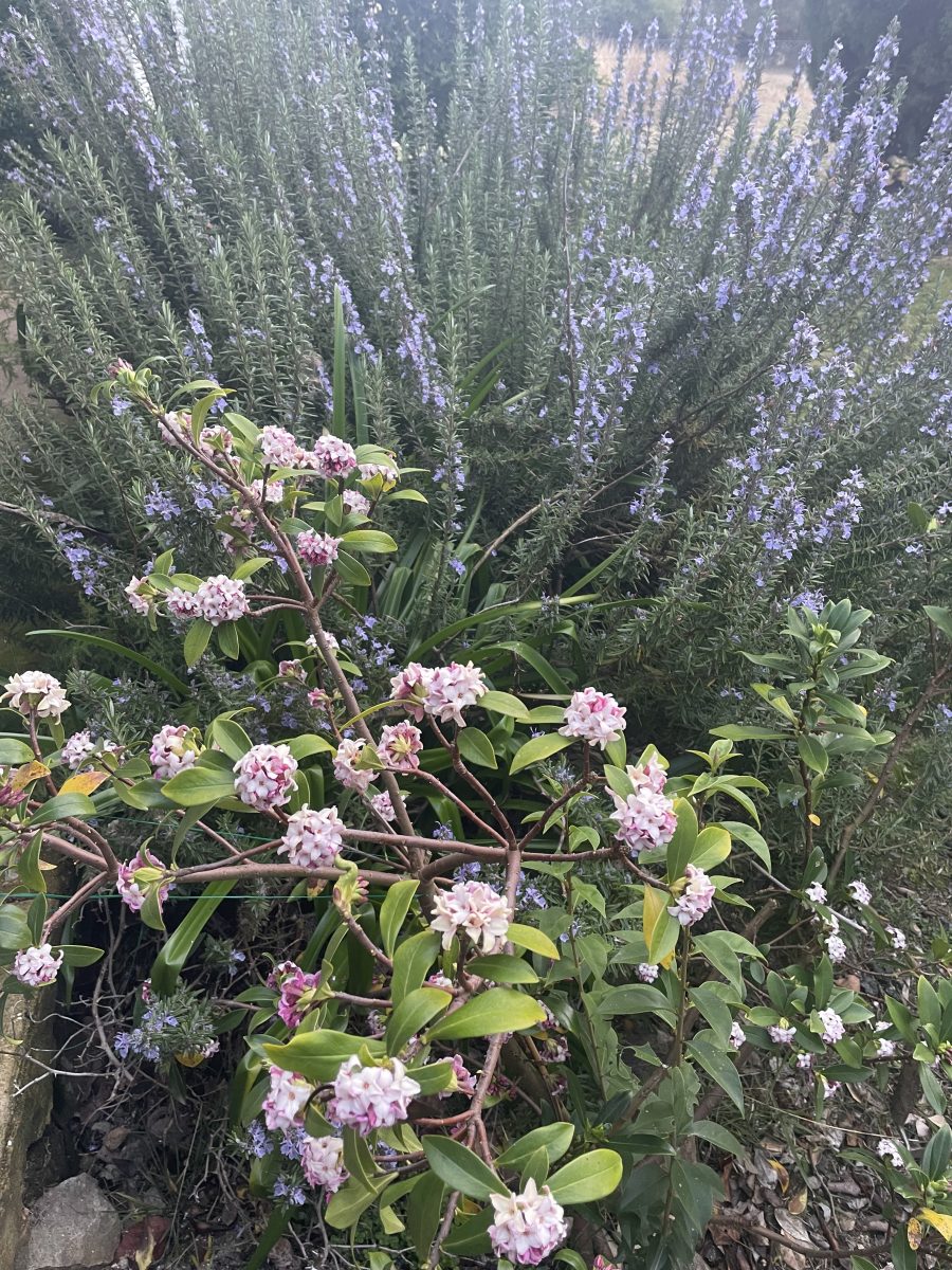 Daphne and rosemary growing in a garden bed